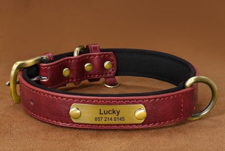 img v3 02of 6a227582 120f 4d4d 869b 12e1e8e0853g Lucky Pet