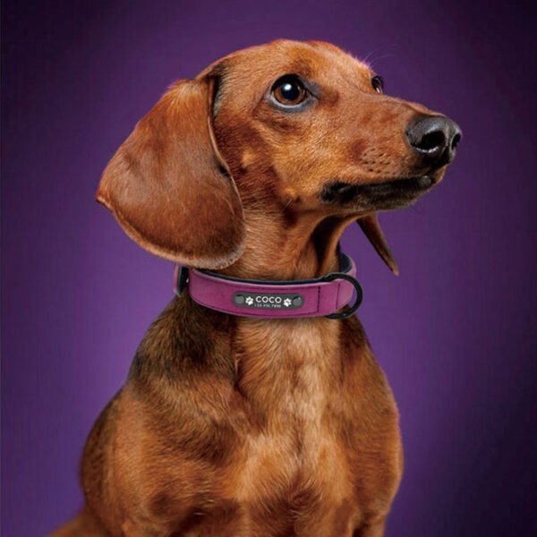 Fashion Custom Name Dog Collar