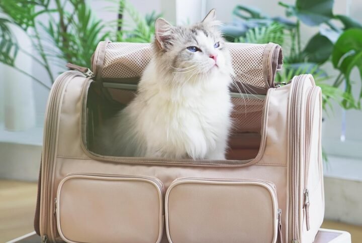 71yWt PFg7L. AC SL1500 Lucky Pet